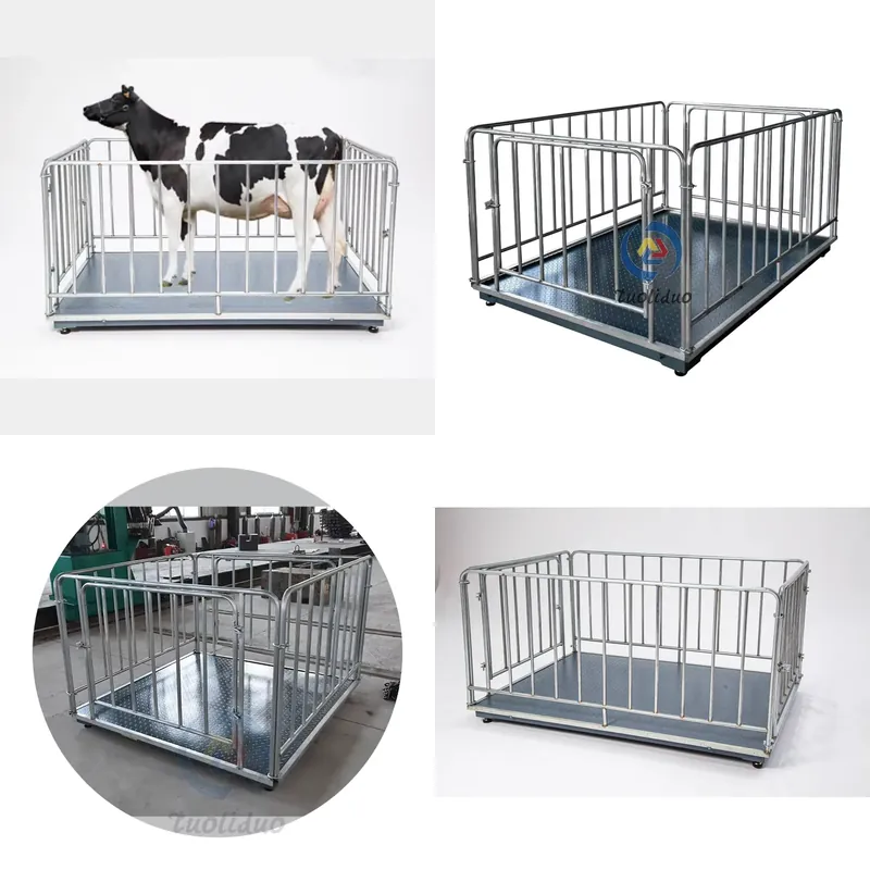 Cattle Weighing Scale Digital - SFW Certificate Cheap Price Digital Cattle
